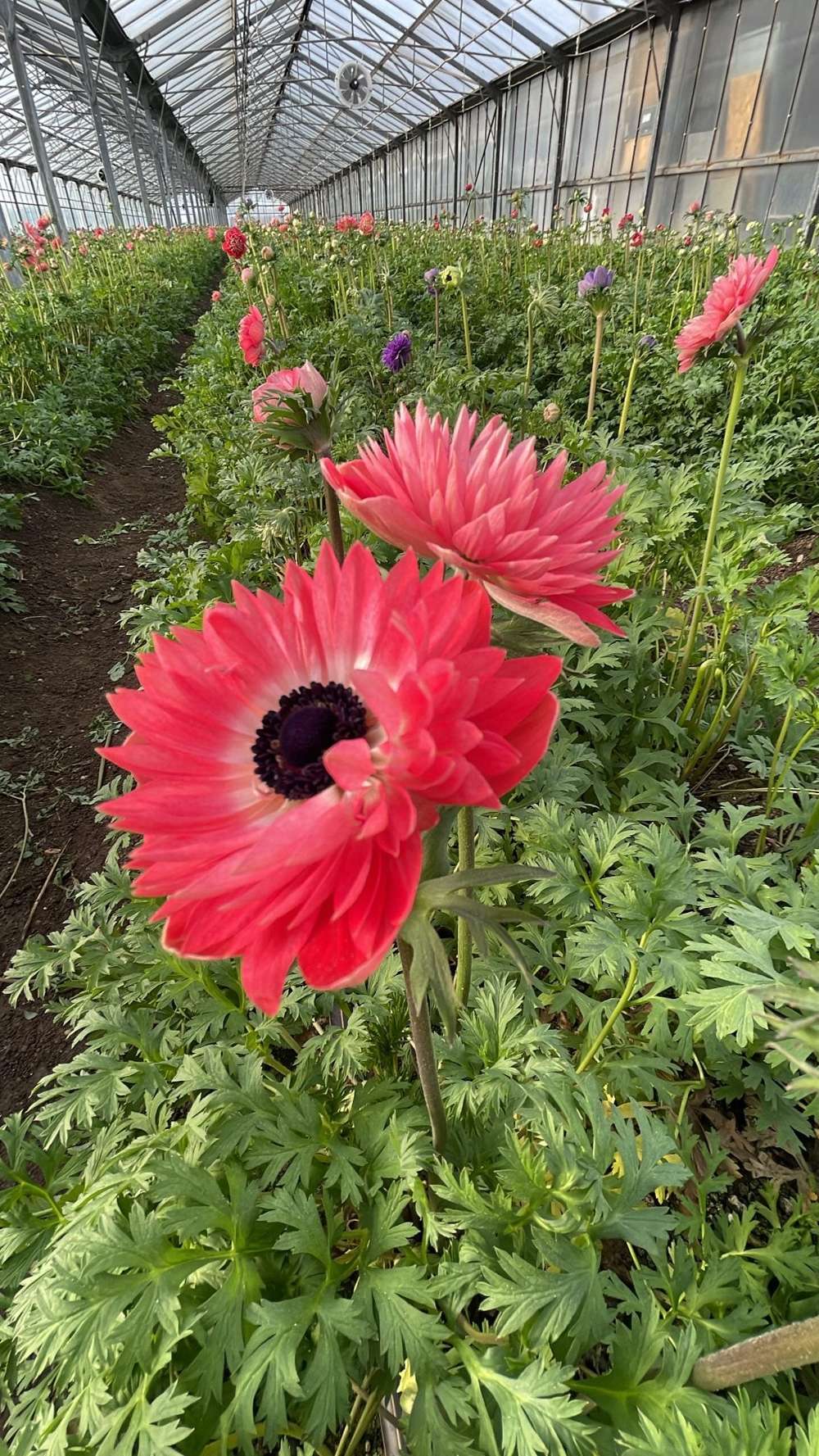 Anemone 'Fullstar Red & White'